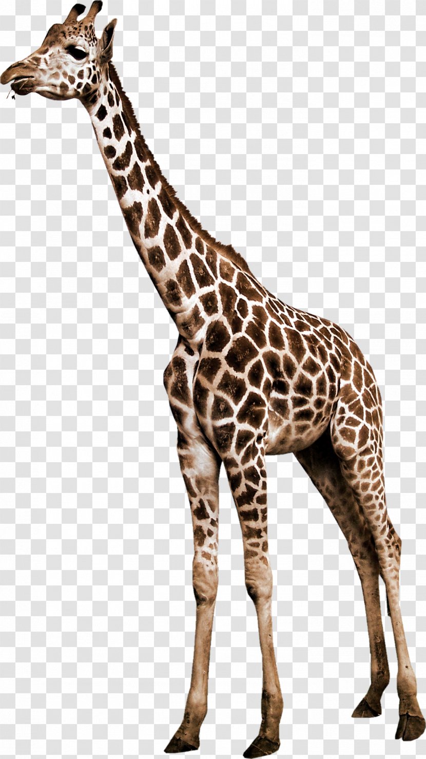 Northern Giraffe Animal Reticulated - Wildlife - Zebra Transparent PNG