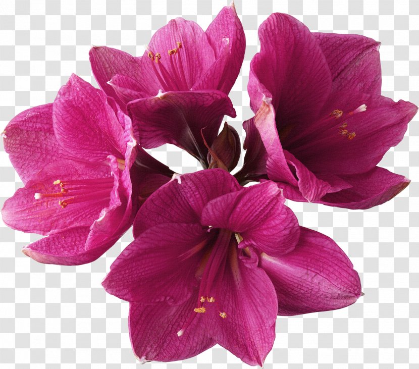 Flower Amaryllis Lilium Clip Art - Rose - Red Flowers Transparent PNG