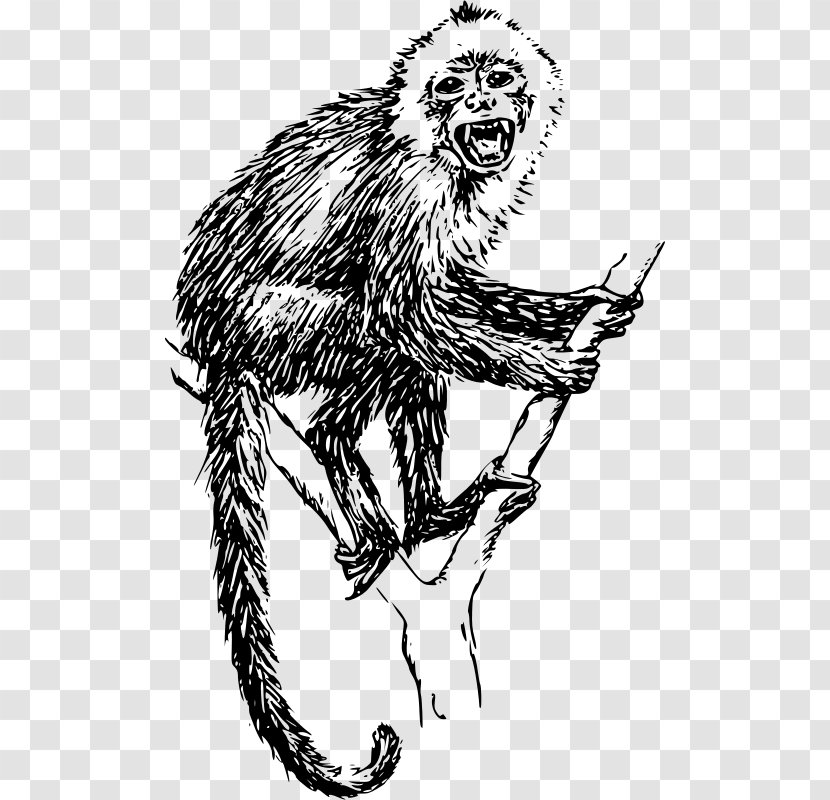Capuchin Monkey Tufted Primate Ape Chimpanzee - Drawing Transparent PNG