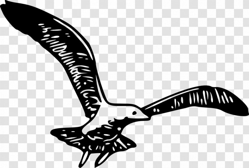 Bird Gulls Wing Clip Art Transparent PNG
