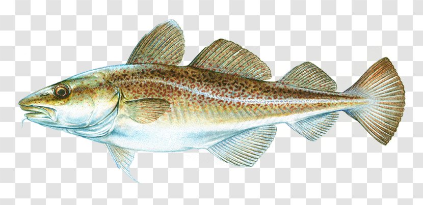 Atlantic Cod Salmon Fish Products Transparent PNG