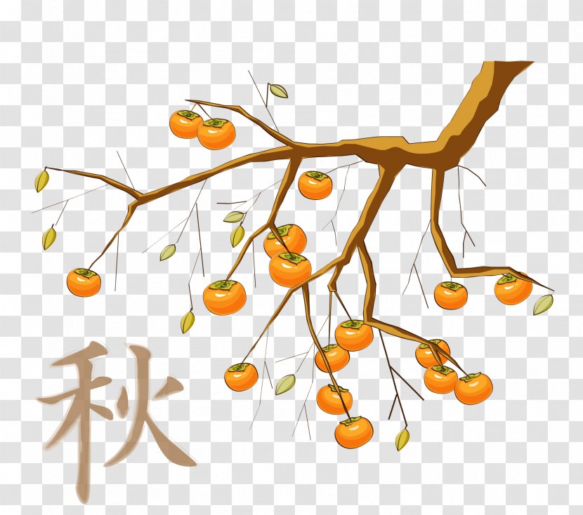 Japanese Persimmon Food Clip Art - Illustration - Vector Tree Material Transparent PNG