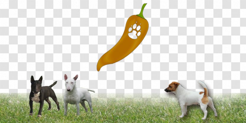 Dog Breed Wildlife Animal - Jack Russell Transparent PNG