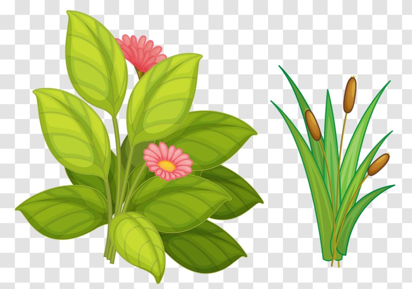 Flower Euclidean Vector Rosaceae - Grass - Flowers Transparent PNG