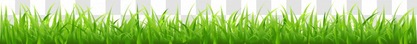 Wheatgrass Green Plant Stem Computer Wallpaper - Grass Family Transparent PNG