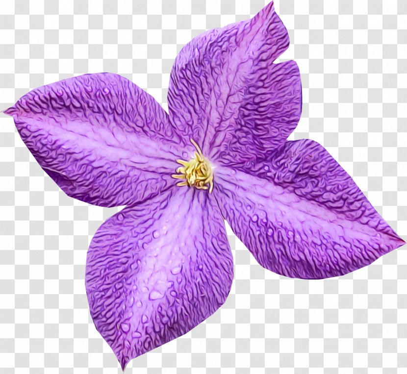 Petal Flower Violet Purple Plant - Clematis - Family Periwinkle Transparent PNG
