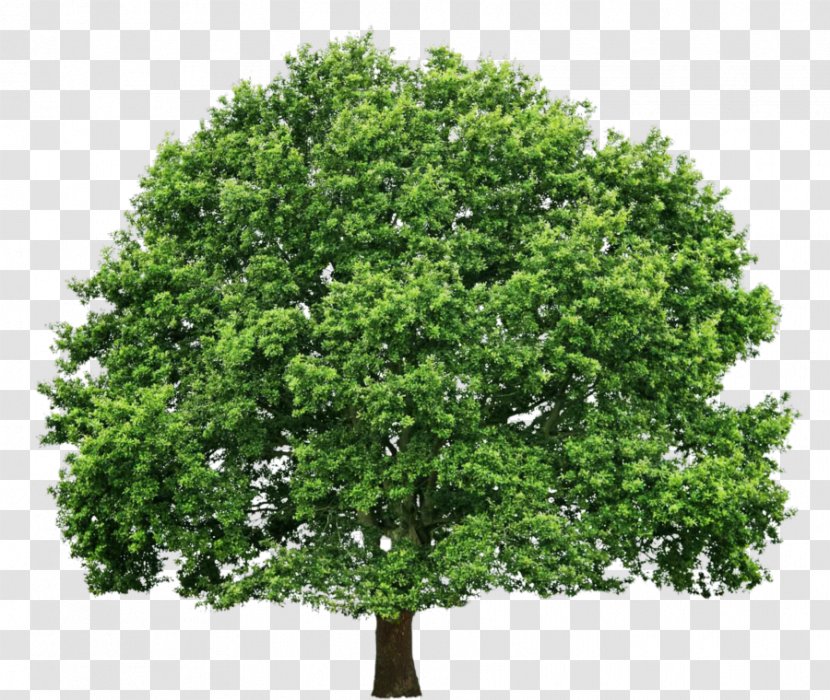 Hoffman Tree Service Arborist Oak - Business Transparent PNG