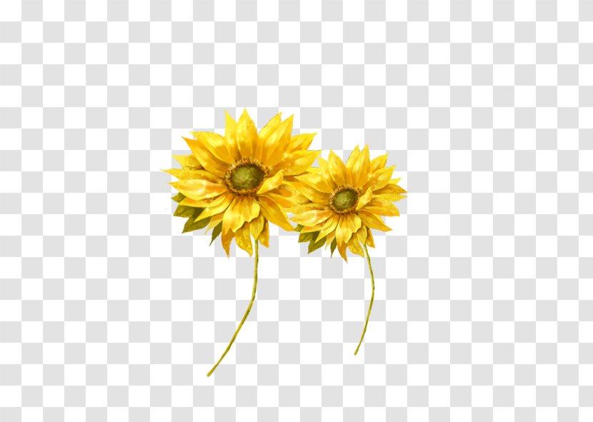 Common Sunflower Seed Transvaal Daisy Cut Flowers - Chrysanths Transparent PNG