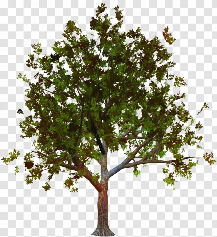 Plane Trees Tree Family - Oak - Leaf Transparent PNG