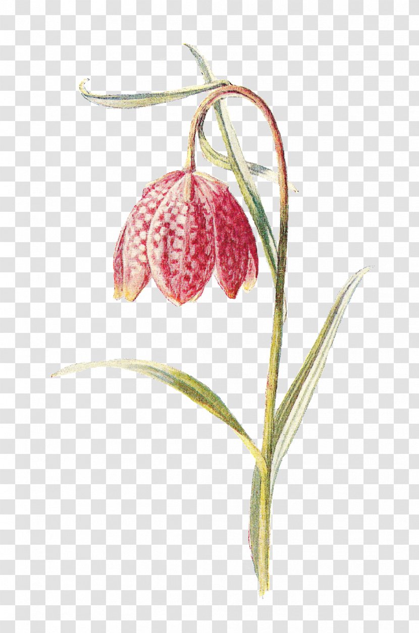 Fritillaries Flowering Plant Snake - Flower Transparent PNG