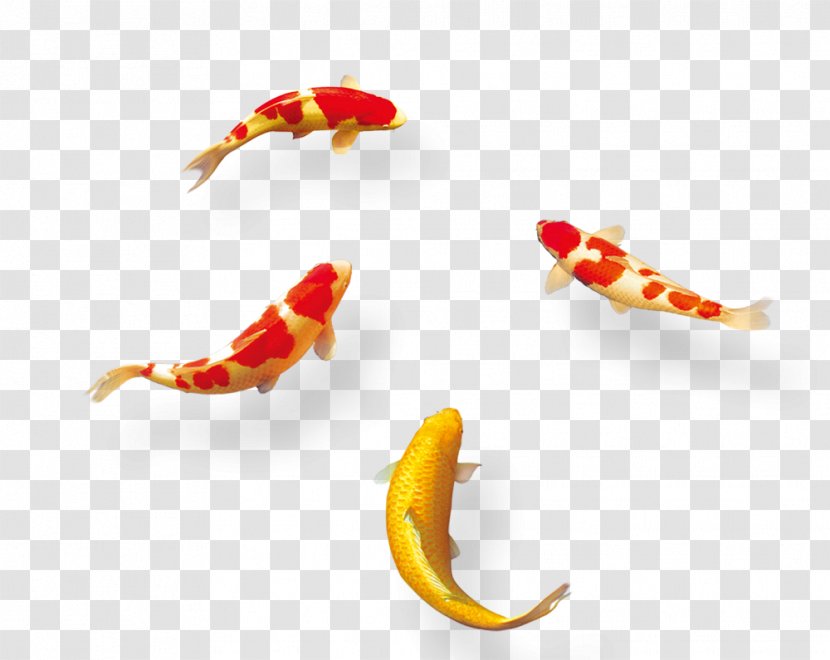 Koi Mid-Autumn Festival Information - Lively Goldfish Swimming Transparent PNG