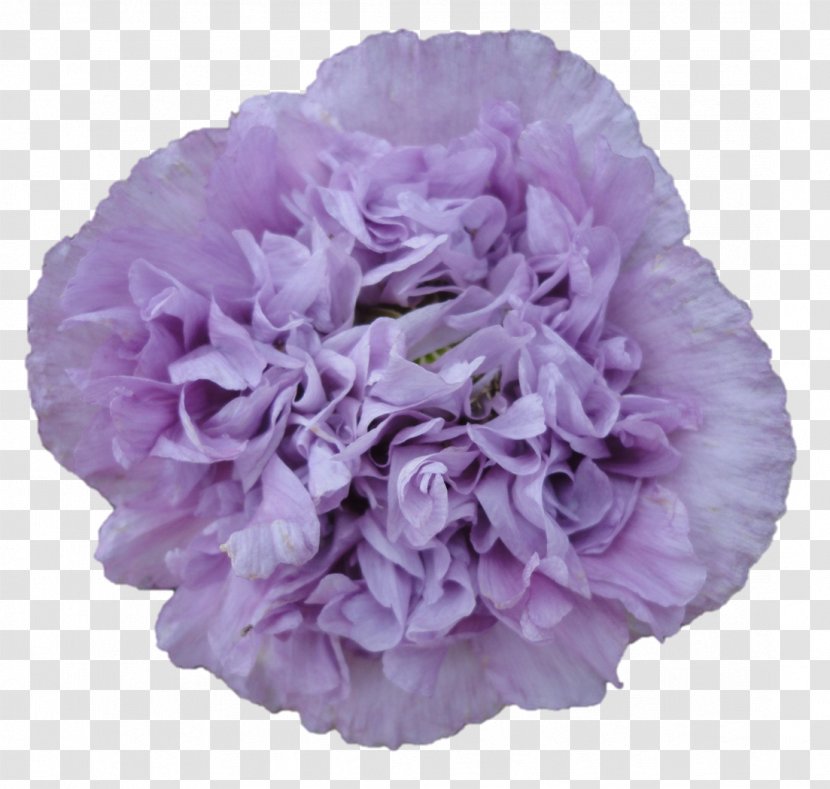 Lilac Wedding Purple Hashtag Carnation - Hyperlink - Sri Sarada Devi Textiles Transparent PNG
