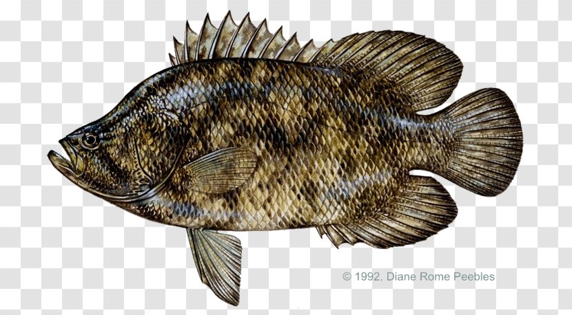 Tilapia International Game Fish Association Atlantic Tripletail Tag And Release Transparent PNG
