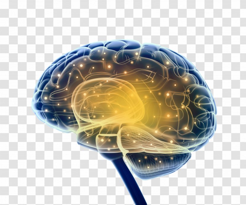 Brain Research Neuroscience Nervous System - Injury - Neurons Transparent PNG