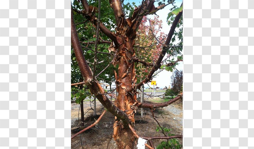 Shade Tree Nursery Maple Big Trees Inc - Woody Plant - Deciduous Specimens Transparent PNG