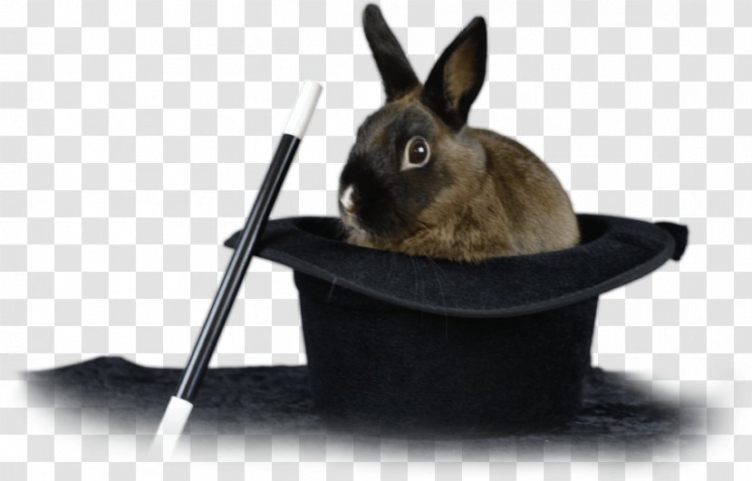Mr Wiz The Magician Domestic Rabbit Orlando - Magic Transparent PNG