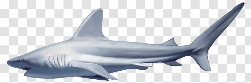 Great White Shark Fish Clip Art - Dots Per Inch - Sharks Transparent PNG