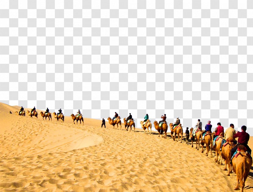 Sahara Camel Desert - Train - Photos Transparent PNG