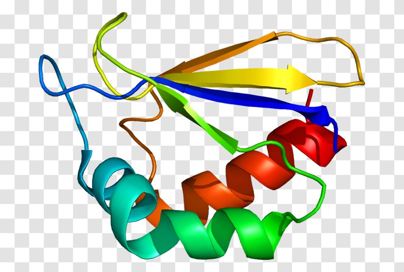 NDUFA2 Hemoglobin, Alpha 1 UniProt Protein Gene - Silhouette - Inner Mitochondrial Membrane Transparent PNG