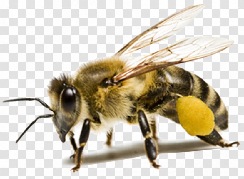 Honey Bee Insect Ant - Beehive Transparent PNG