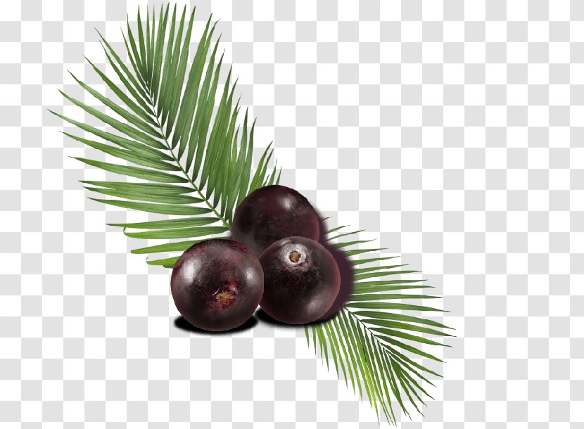 Palm Trees Berry Berries Fruit Superfood Transparent PNG