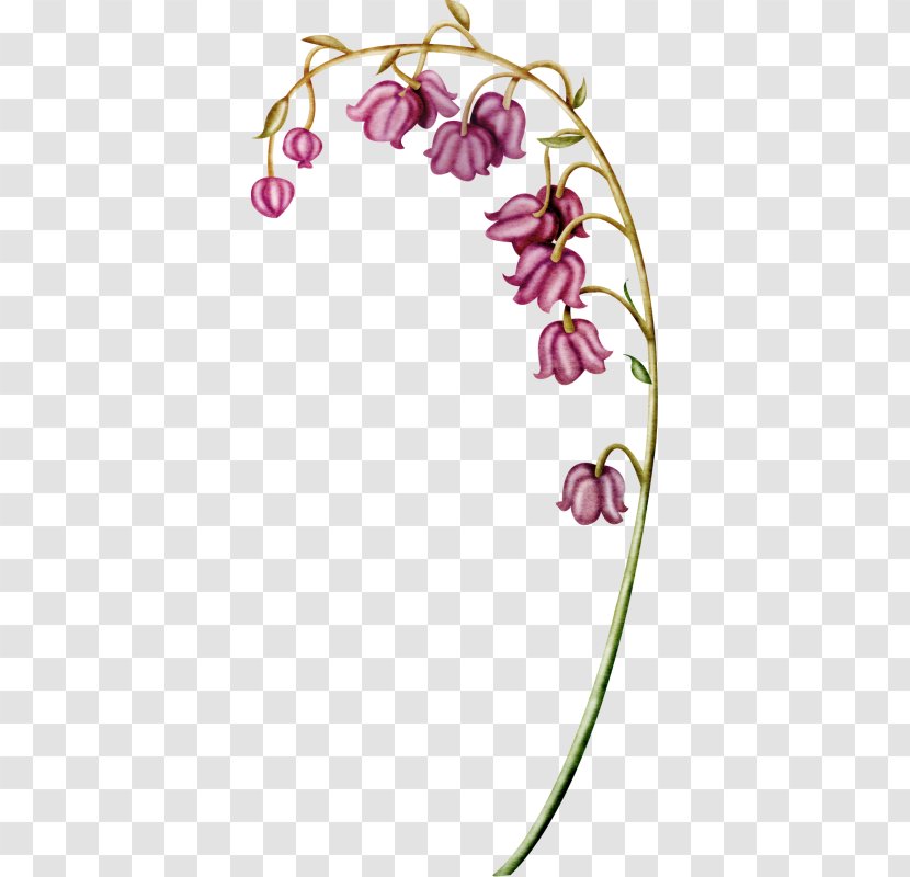 Lily Of The Valley Flower Euclidean Vector - Grape - Pink Transparent PNG