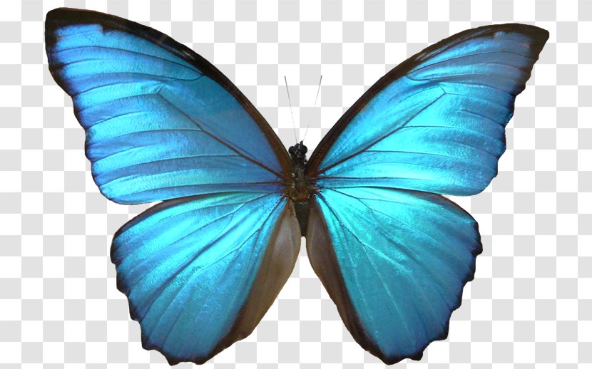 Butterfly Insect Menelaus Blue Morpho Drawing - Monarch Transparent PNG