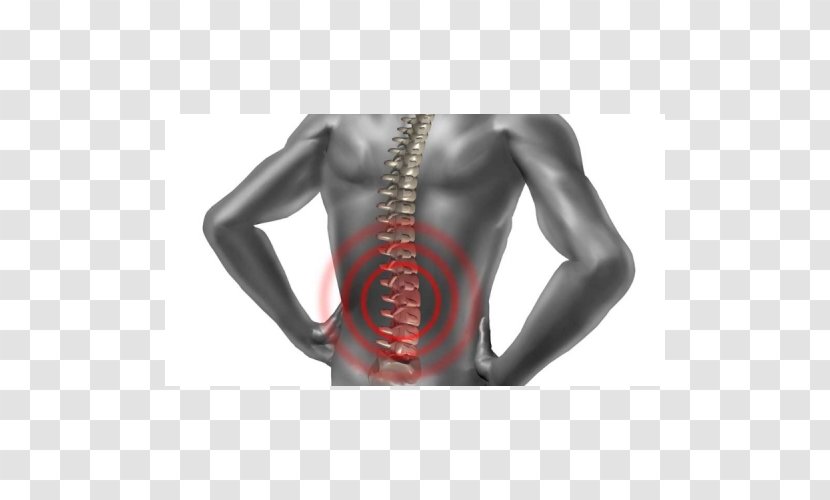 Back Pain Physical Therapy Vertebral Column Acupuncture Human - Neck - Abdomen Transparent PNG