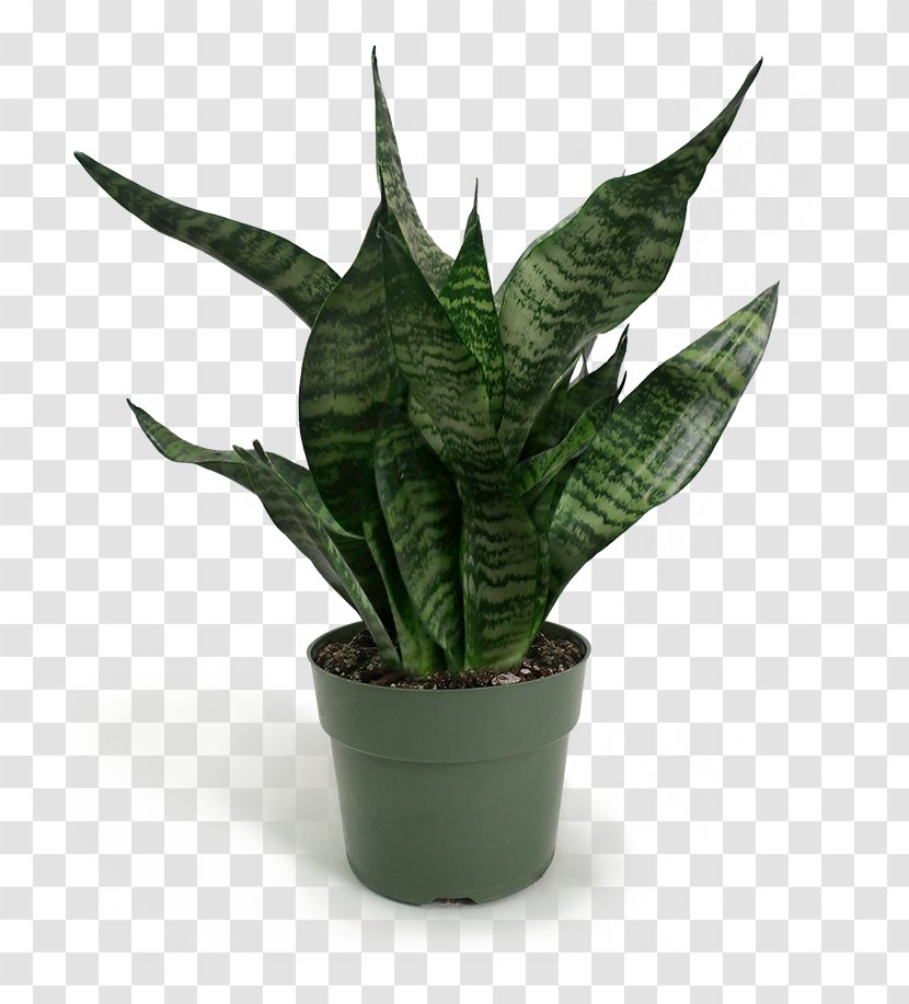 Aloe Vera Leaf - Succulent Plant - Arrowroot Family Perennial Transparent PNG