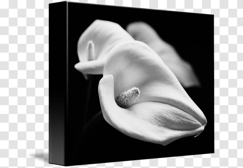 Still Life Photography White Stock - Hand - Calla Lilly Transparent PNG