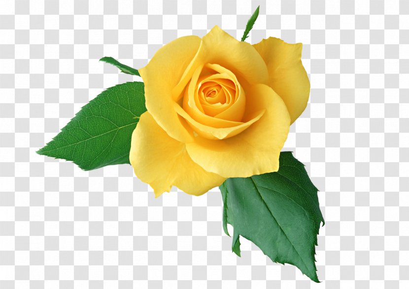 Rose Flower Yellow Clip Art - Garden Roses - Chinese Transparent PNG