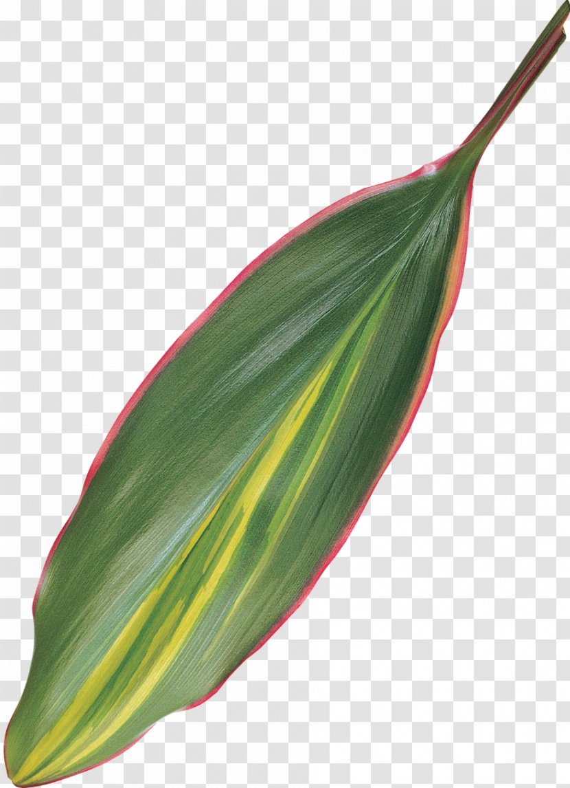 Leaf Plant Stem - BAY LEAVES Transparent PNG