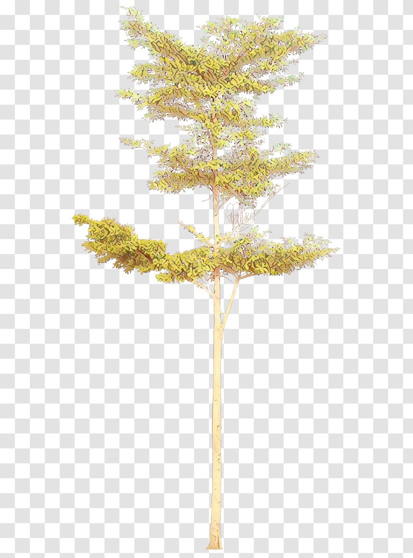 Tree Leaf Plant Woody Branch - Pine Family - Lodgepole Transparent PNG