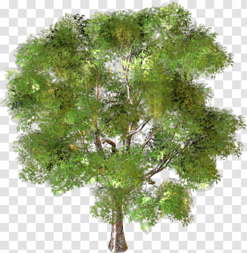 Tree Landscape - Plant Transparent PNG