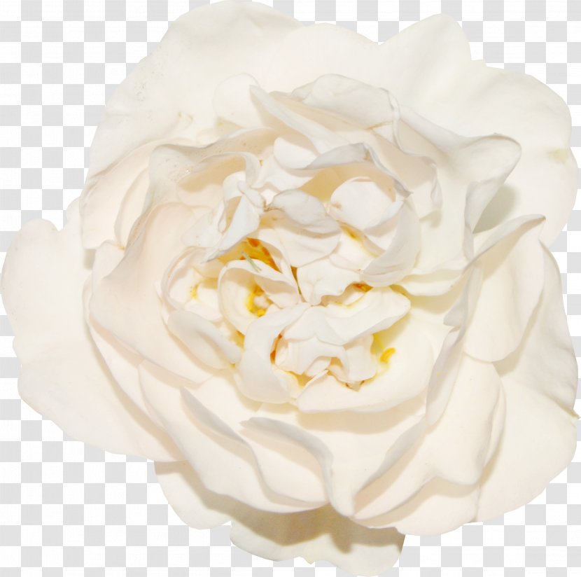 Garden Roses Cabbage Rose Cut Flowers Petal Cape Jasmine - Order - Floating Transparent PNG
