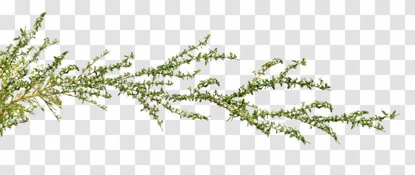 Twig Grasses Plant Stem Pine Leaf Transparent PNG