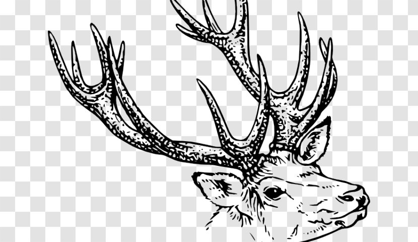 Book Drawing - Elk - Coloring Line Art Transparent PNG