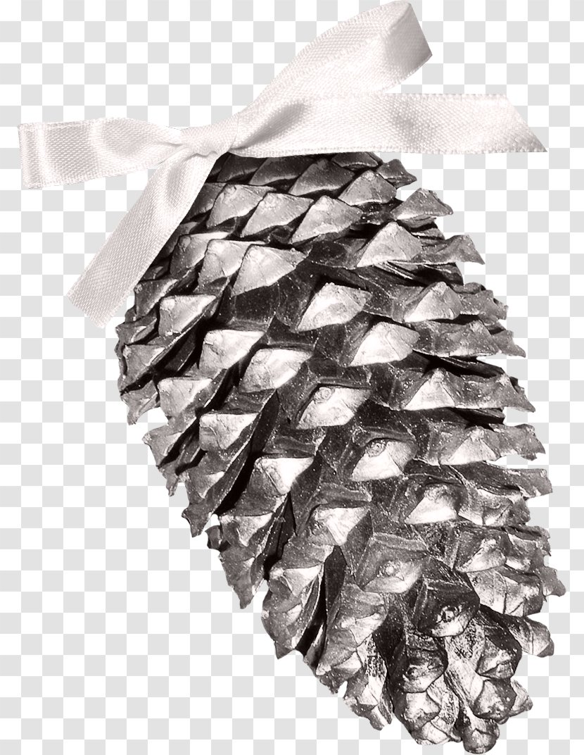 Conifer Cone Pine - Color - Creative Christmas Transparent PNG