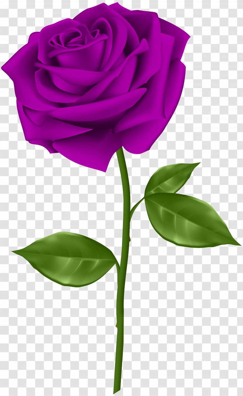 Blue Rose Flower Clip Art - Purple Transparent Transparent PNG