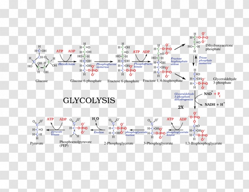 Glycolysis Metabolic Pathway Citric Acid Cycle Adenosine Triphosphate Cellular Respiration - Heart Transparent PNG