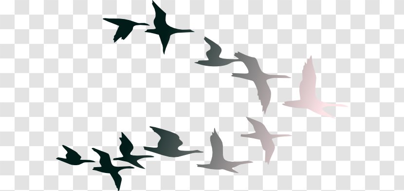 Bird Flight Clip Art - Spring Silhouette Cliparts Transparent PNG