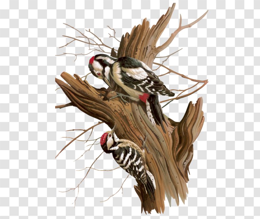 Bird Woodpecker - Flying And Gliding Animals - Tree Transparent PNG
