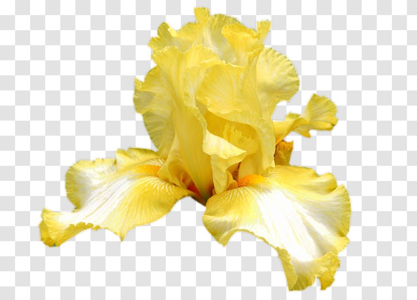 Yellow Flower Bouquet Cut Flowers - Flowering Plant - Okra Iris Transparent PNG