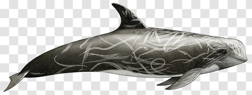 Common Bottlenose Dolphin Tucuxi Rough-toothed White-beaked Wholphin - Fish Transparent PNG