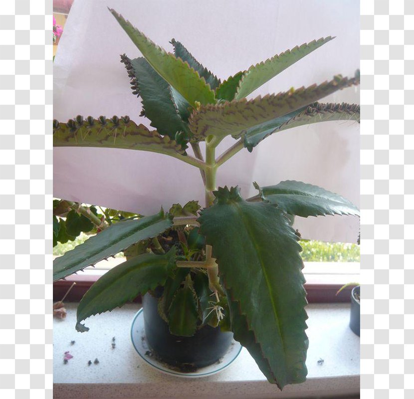 Bryophyllum Daigremontianum Houseplant Succulent Plant Transparent PNG