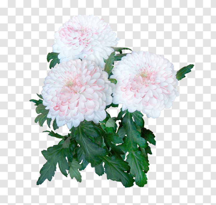 Floral Design Cut Flowers Chrysanthemum Flower Bouquet - Chrysanths Transparent PNG