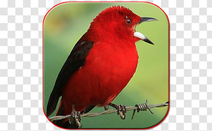 Bird Lagu Sholawat Brazilian Tanager Orange-browed Hemispingus Android Application Package - Trinca Ferro Cantando Transparent PNG
