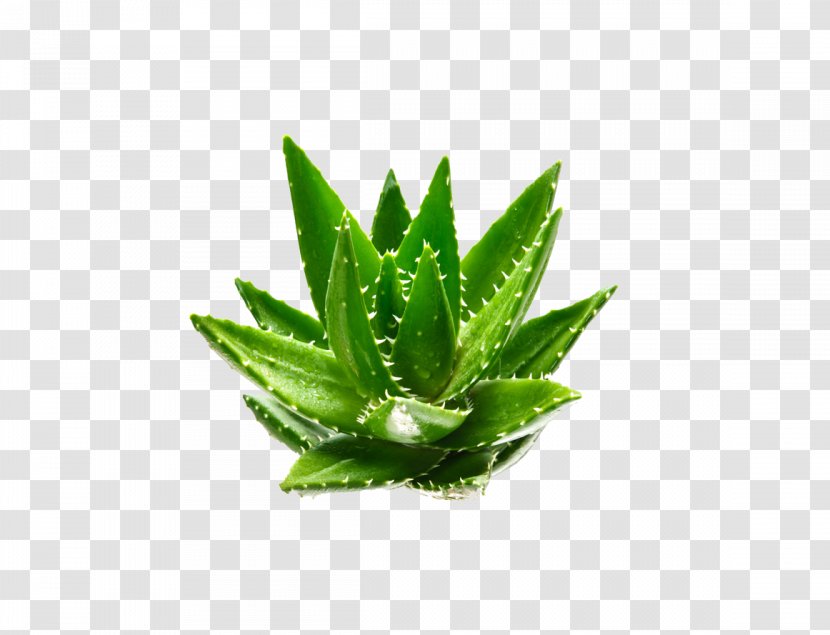 Aloe Vera Euclidean Vector Plant Aloin Green - Spray Drying Transparent PNG
