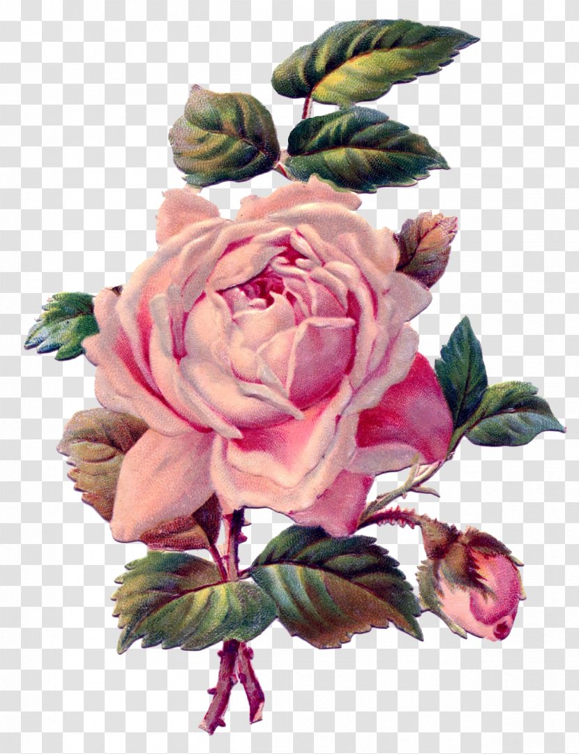 Rose Pink Antique Drawing Clip Art - Garden Roses - Vintage Transparent PNG