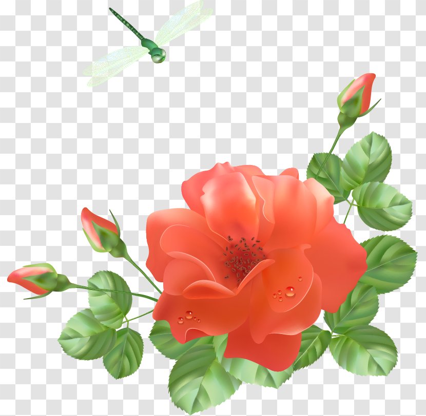 Jubileum - Rose Order - Romantic Flowers Transparent PNG